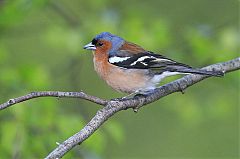 Common Chaffinch